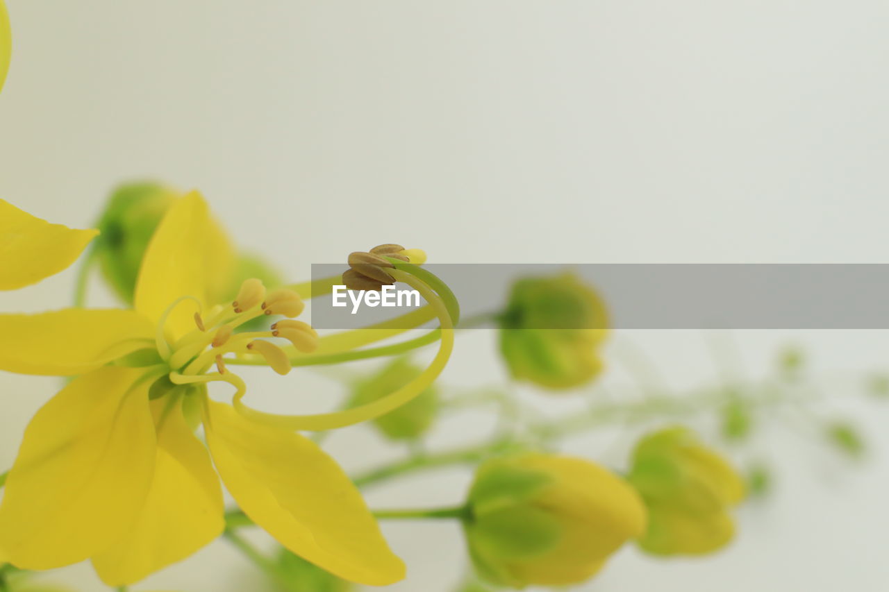 CLOSE-UP OF YELLOW FLOWERING PLANT AGAINST WHITE BACKGROUND