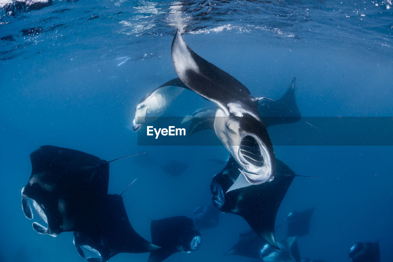 Wide angle view of a school of manta rays, in baa atoll ,madives