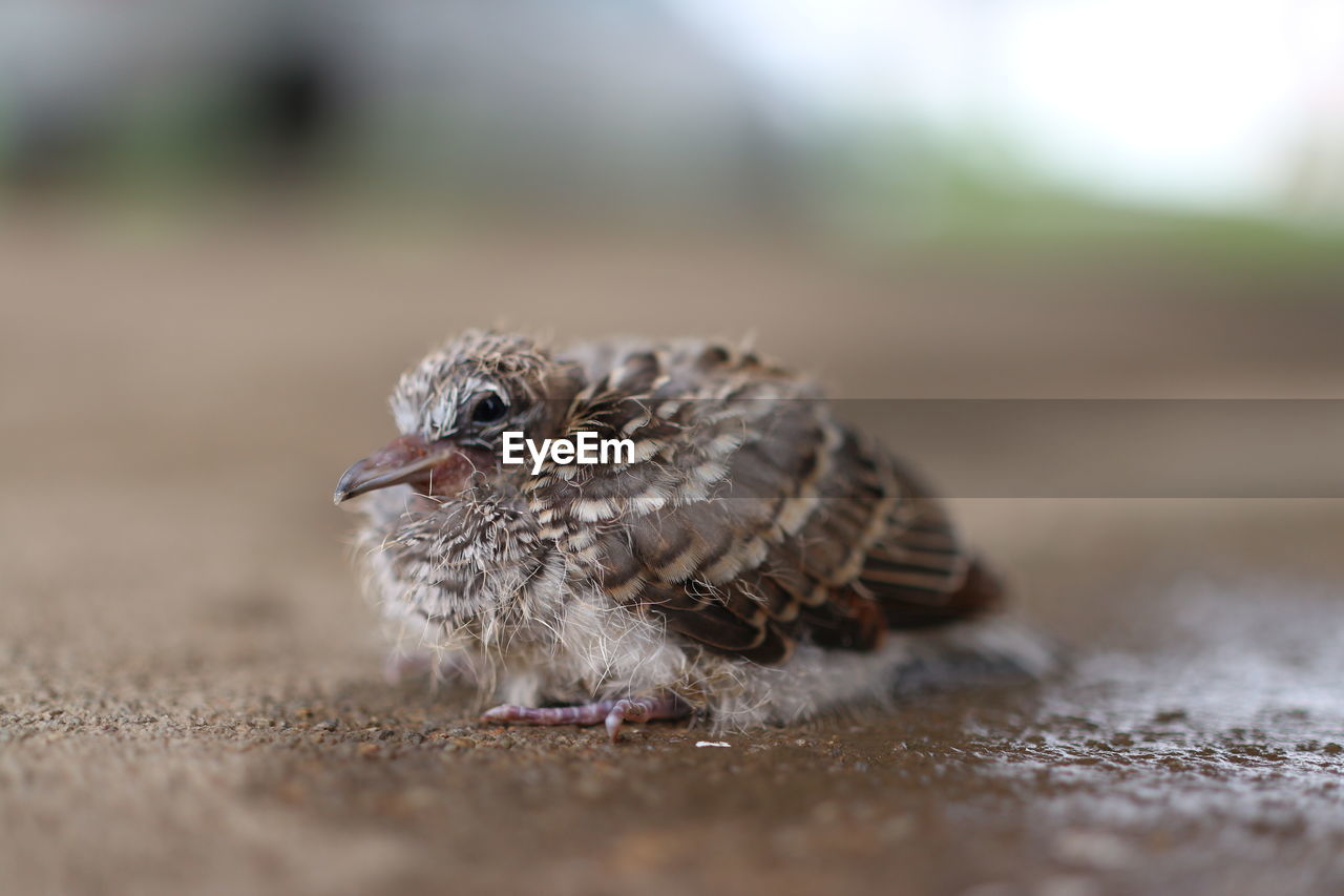 Close-up of bird eating