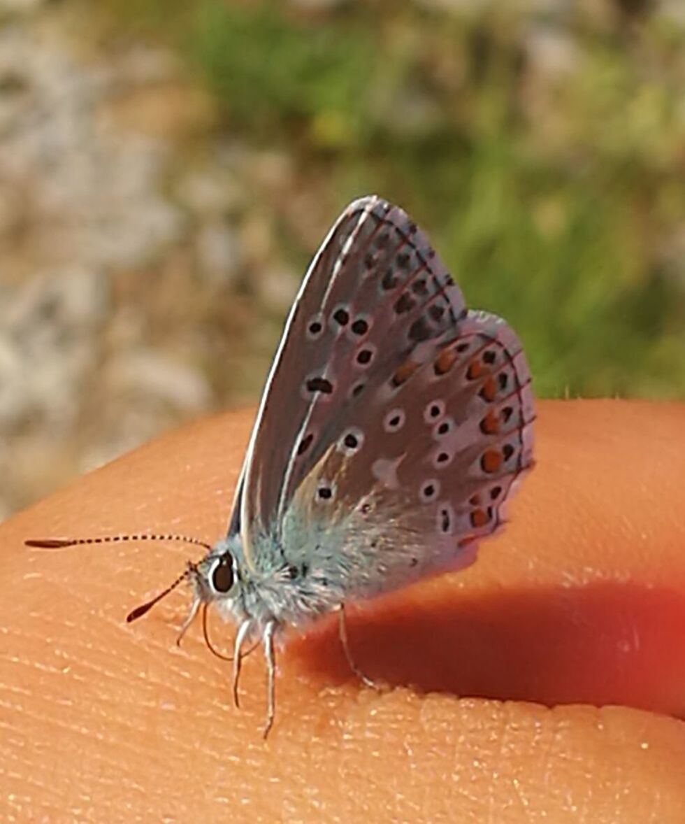 CLOSE-UP OF BUTTERFLY ON HAND AGAINST BLURRED BACKGROUND