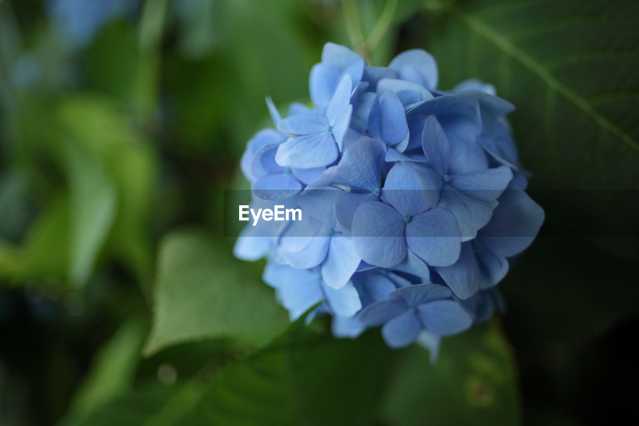 Close-up of purple hydrangea flowers