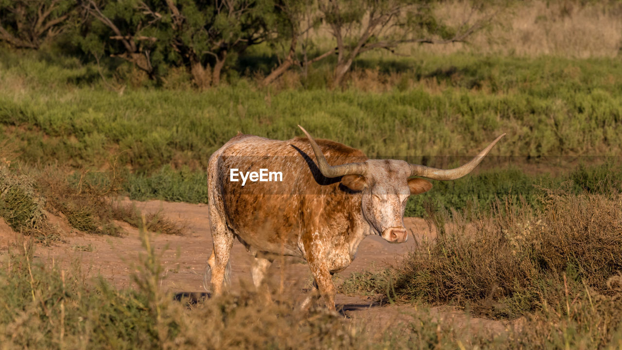 Longhorn cow walking slowly after a long day