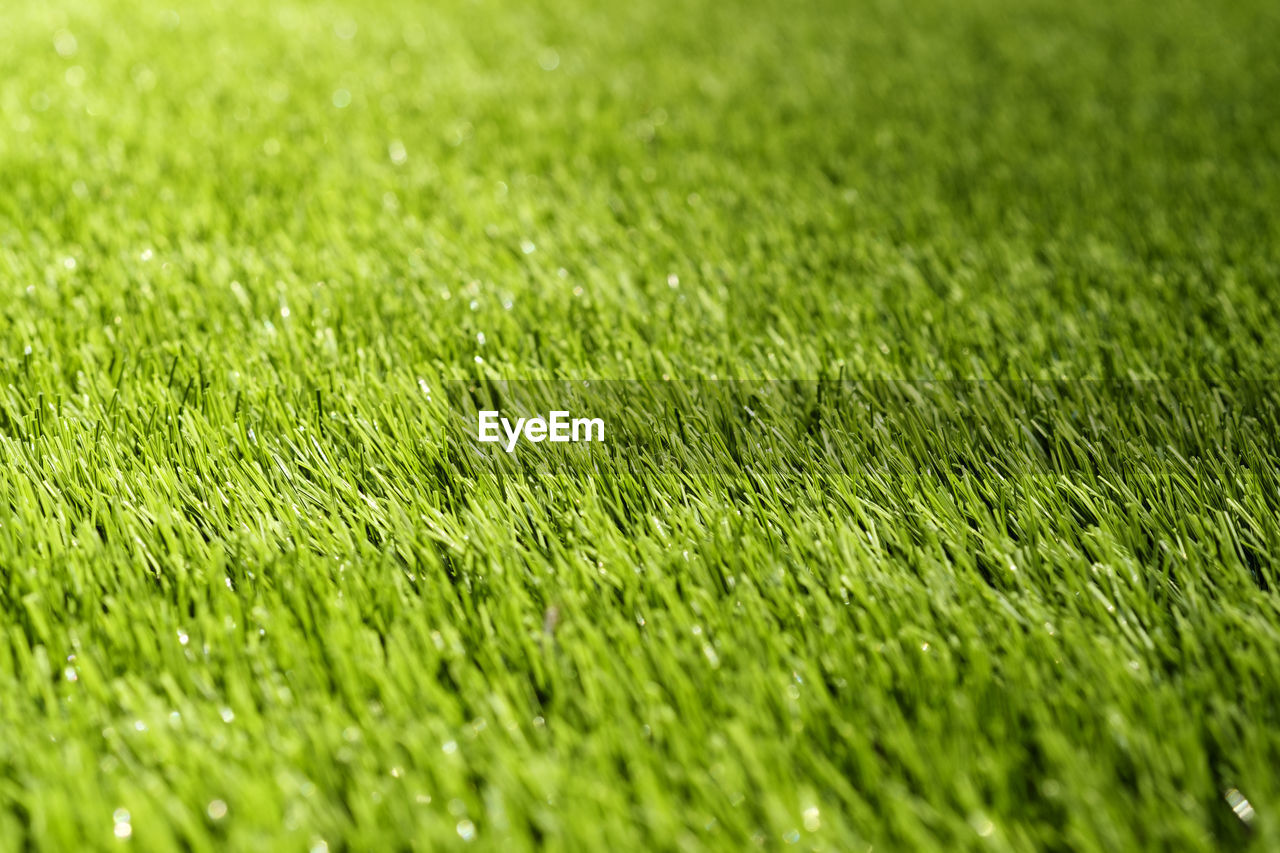 Texture of green grass on a sports soccer field or golf lawn. green sports lawn in the stadium