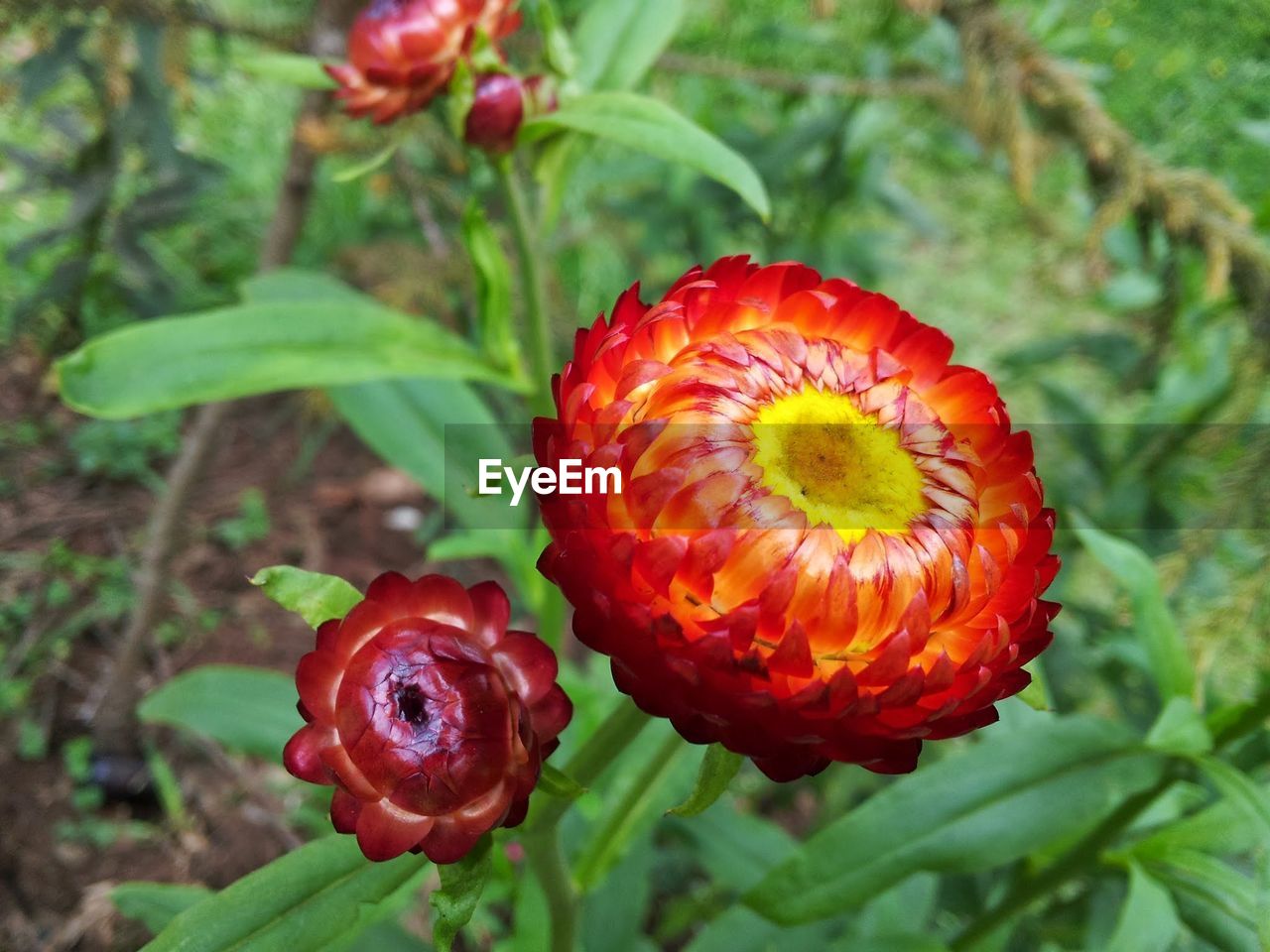 CLOSE-UP OF POPPY