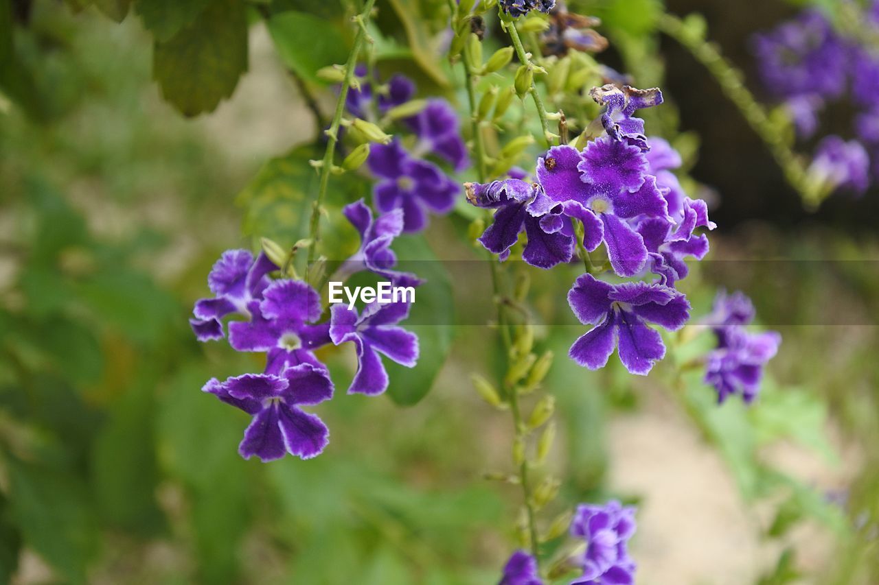 Close-up of purple flowering plants on field