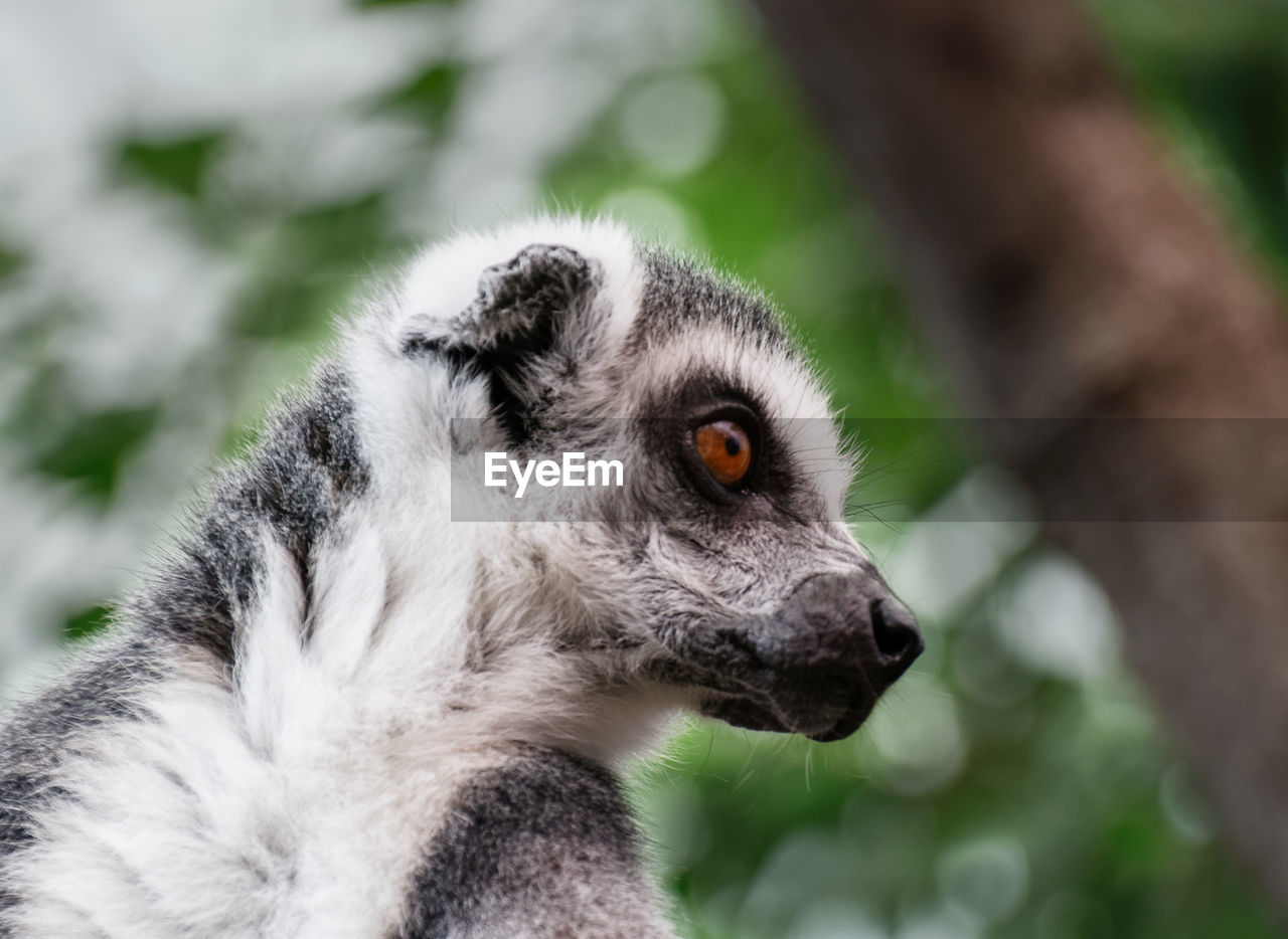 Close-up portrait of a ring-tailed lemur