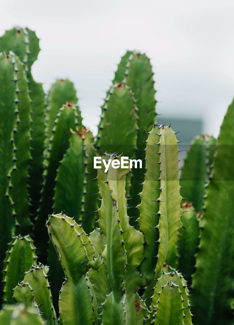 Close-up of succulent plant