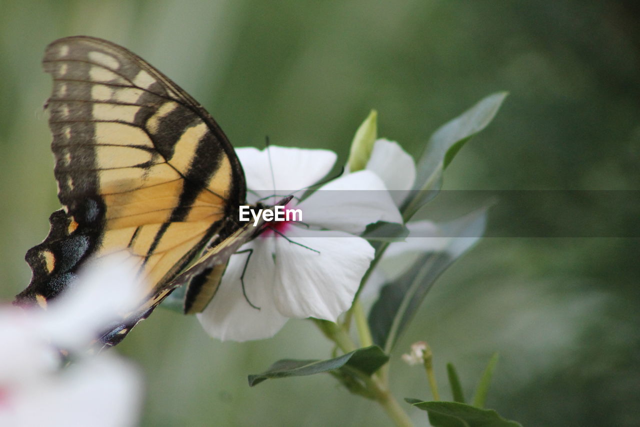 Close-up of butterfly pollinating on flower