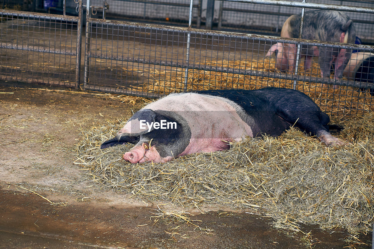View of a pig in a pen
