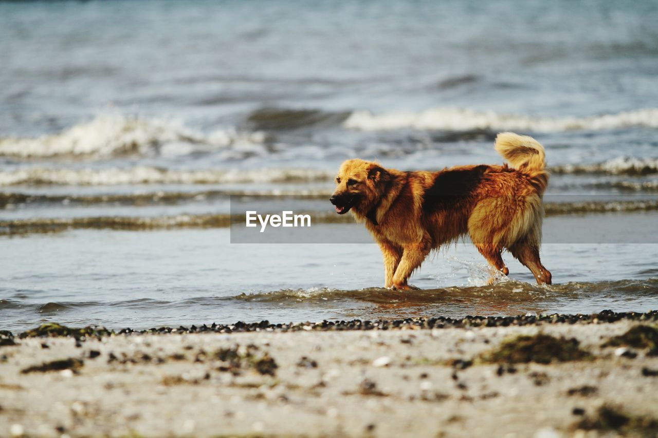 Side view of dog walking on beach