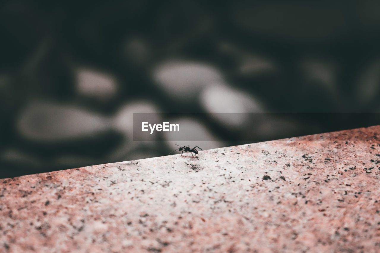 Close-up of insect on retaining wall