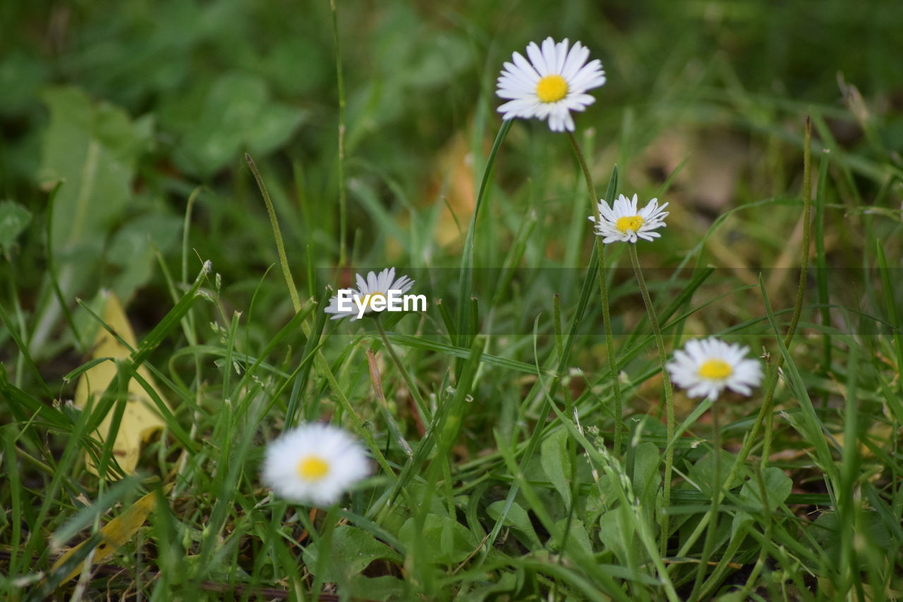 Close-up of white daisy flowers in field