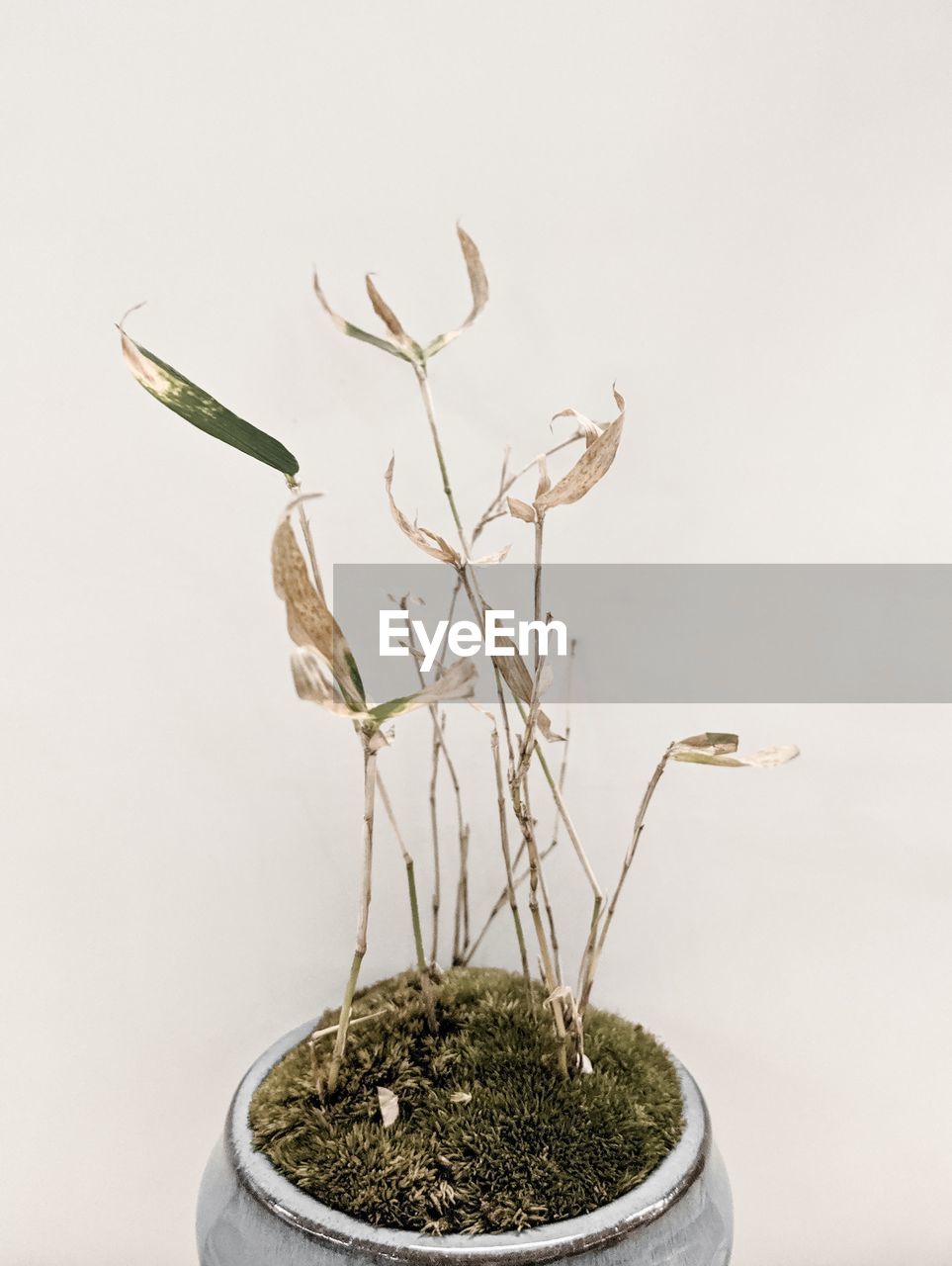 CLOSE-UP OF POTTED PLANT