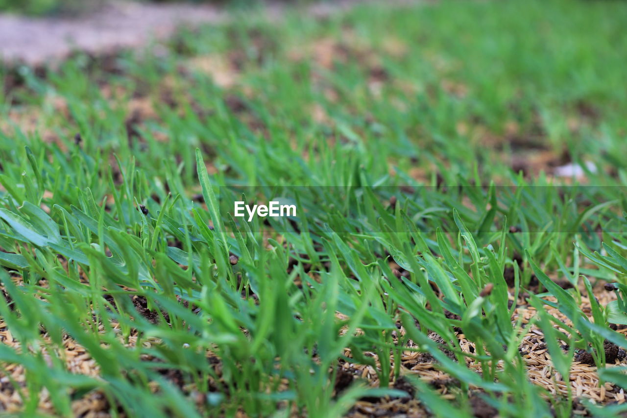 FULL FRAME SHOT OF FRESH GREEN GRASS