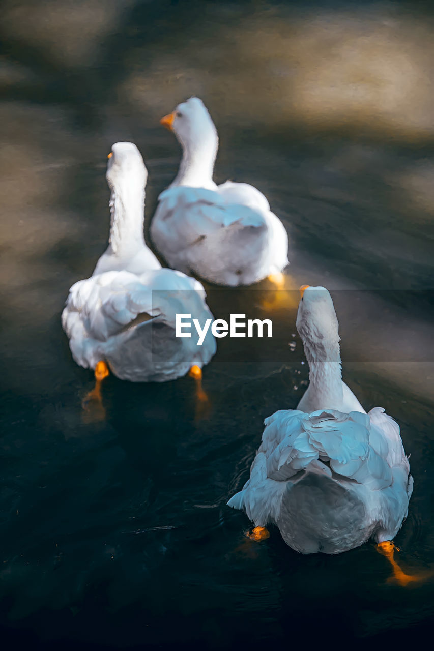 WHITE SWANS SWIMMING IN LAKE