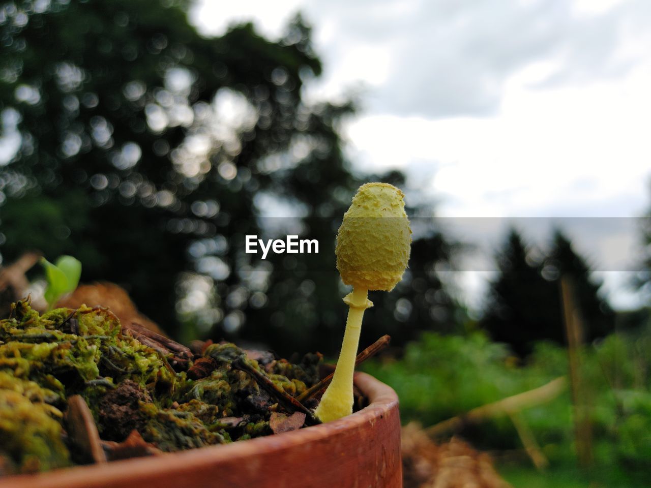 Leucocoprinus birnbaumii, a.k.a.. the plantpot dapperling...