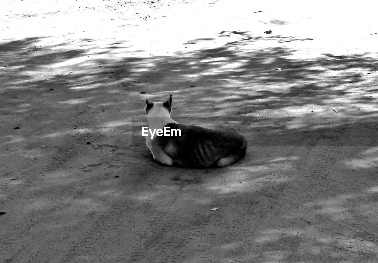 HIGH ANGLE VIEW OF CAT ON SAND AT SHORE