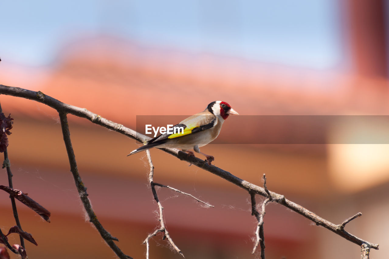 Close-up of bird perching on fence