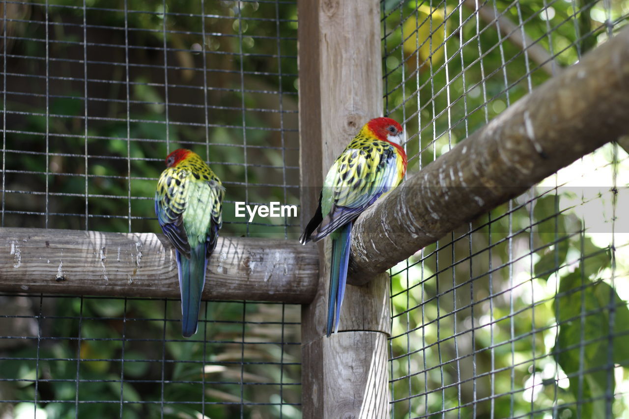 Two budgie in a zoo in gran canaria spain.