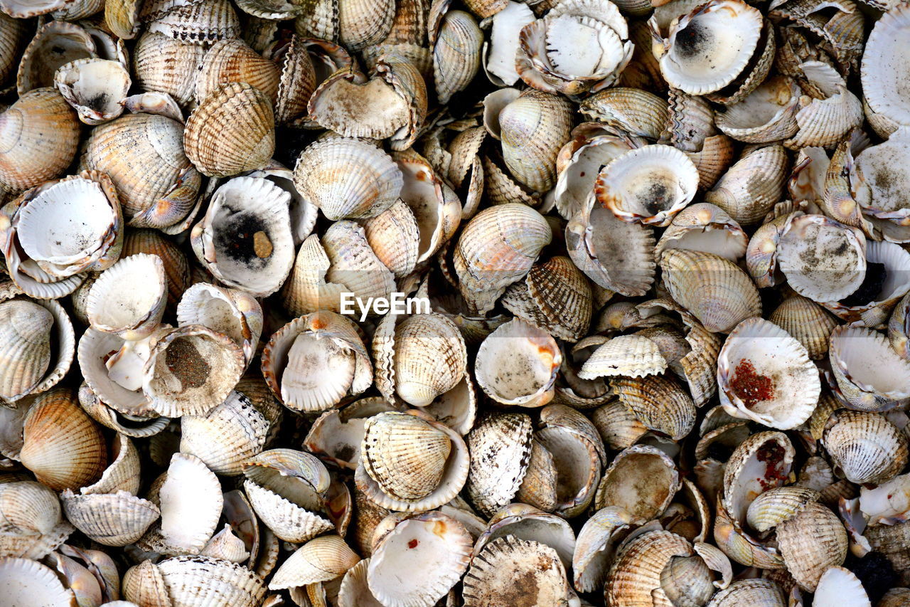 HIGH ANGLE VIEW OF SHELLS IN SEA