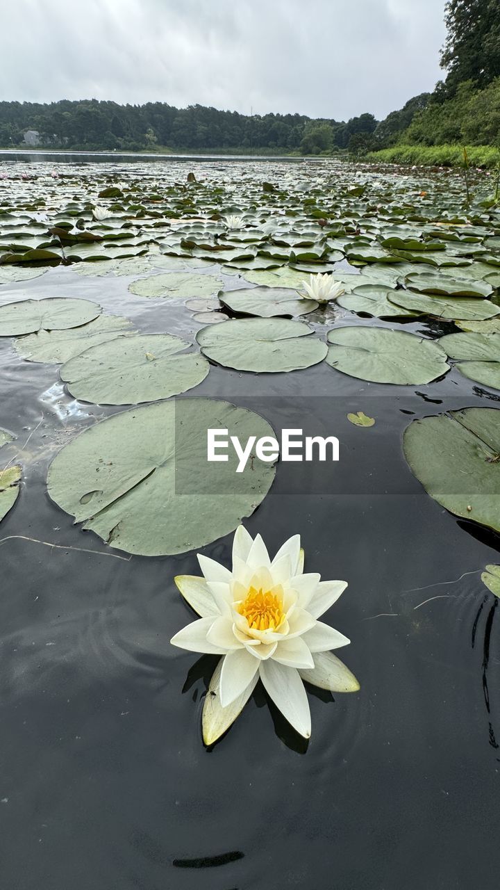 flower, water, flowering plant, beauty in nature, water lily, nature, plant, lake, floating, floating on water, lily, freshness, environment, sky, tranquility, lotus water lily, reflection, no people, cloud, leaf, petal, plant part, outdoors, flower head, landscape, fragility, yellow, inflorescence, scenics - nature, tranquil scene, social issues, shore, day, travel destinations, springtime, travel