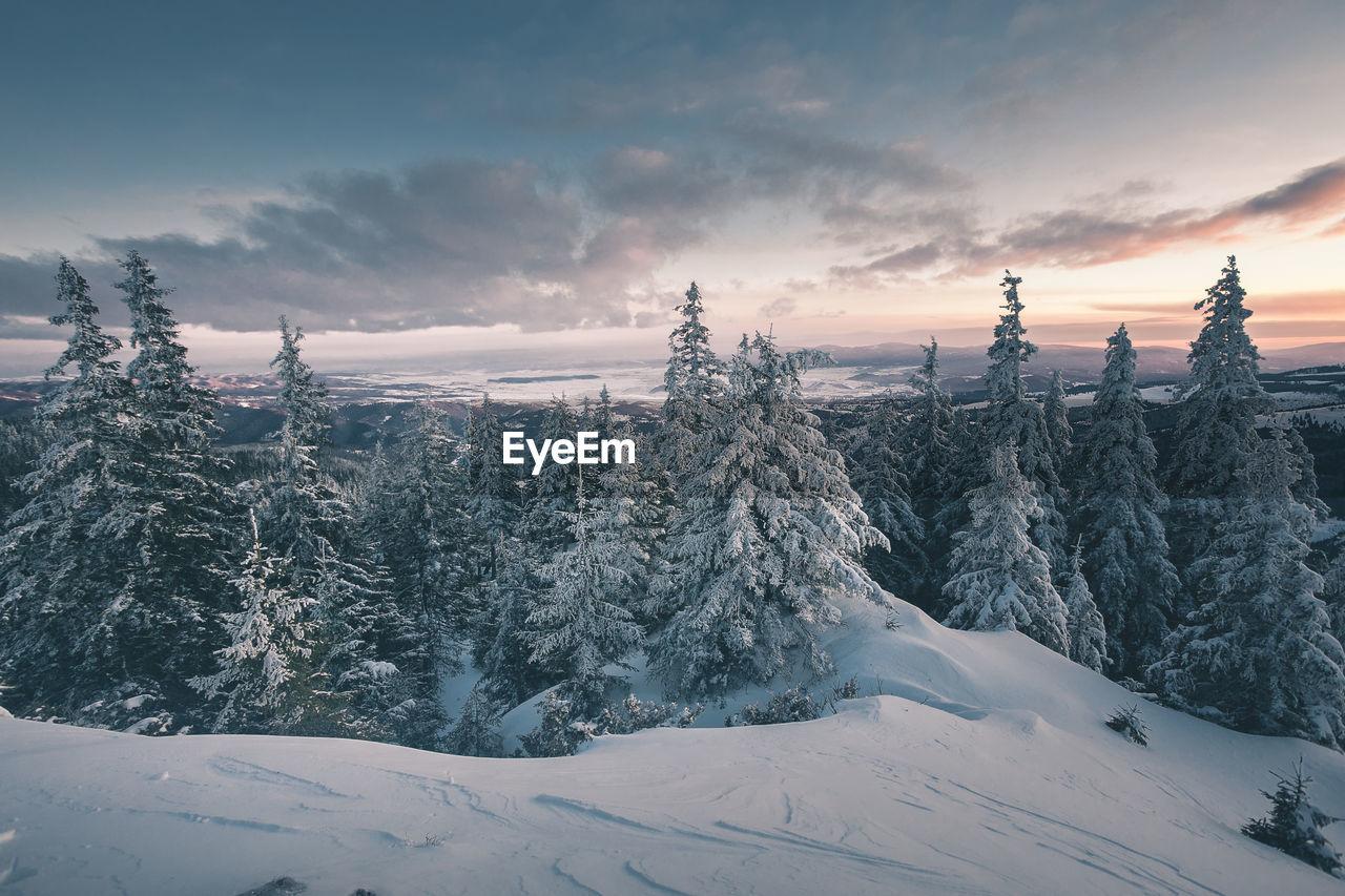 Snow covered plants against sky during sunset