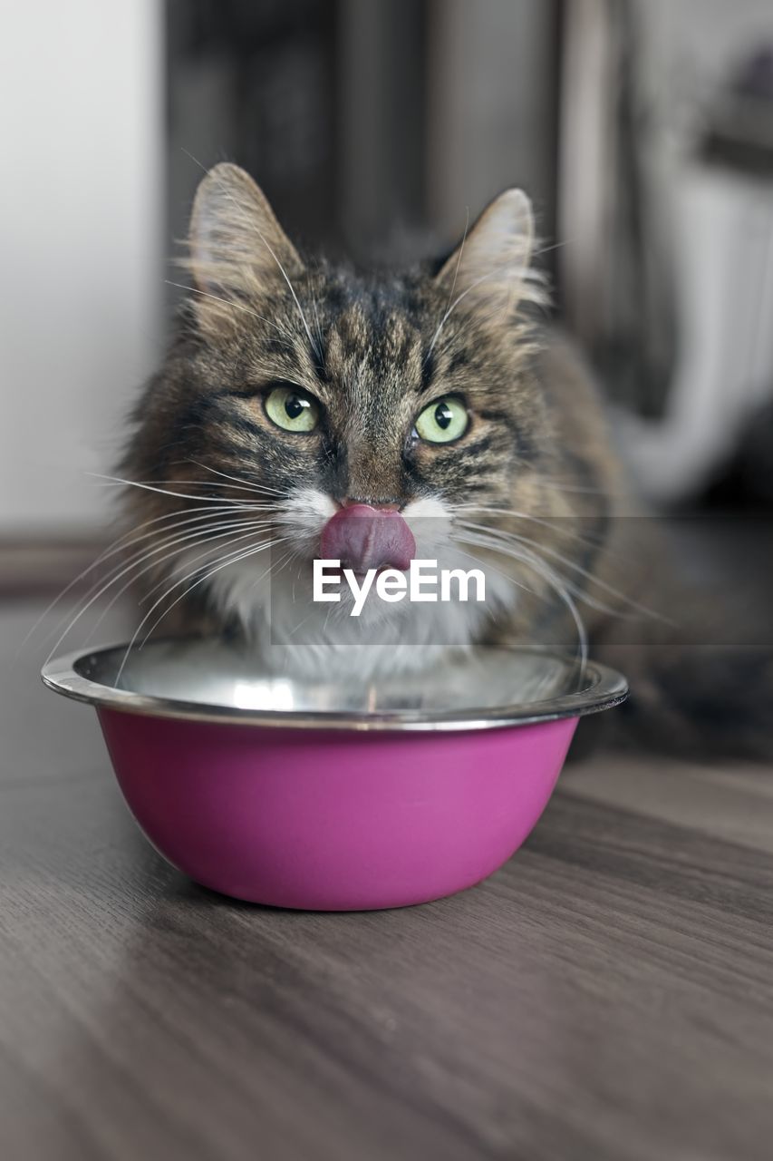 Funny tabby tat sitting next to a food bowl, placed on the floor and sticking out tongue.