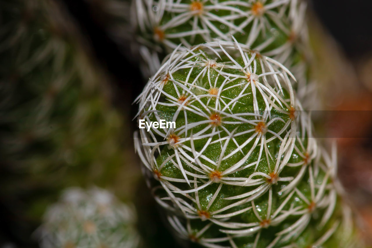 CLOSE-UP OF SUCCULENT PLANT IN CHRISTMAS TREE