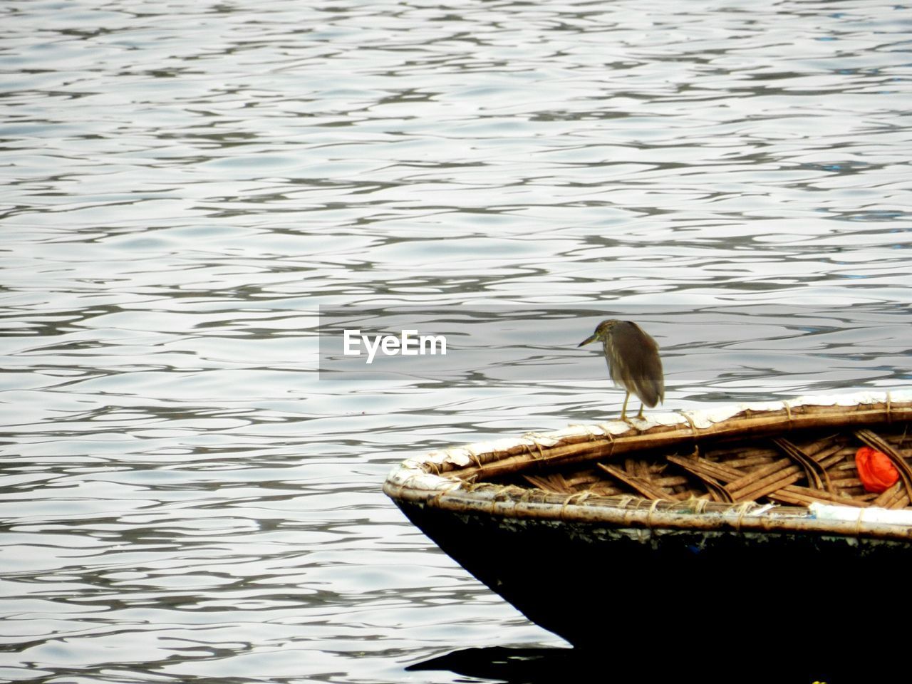 BIRD PERCHING BY LAKE