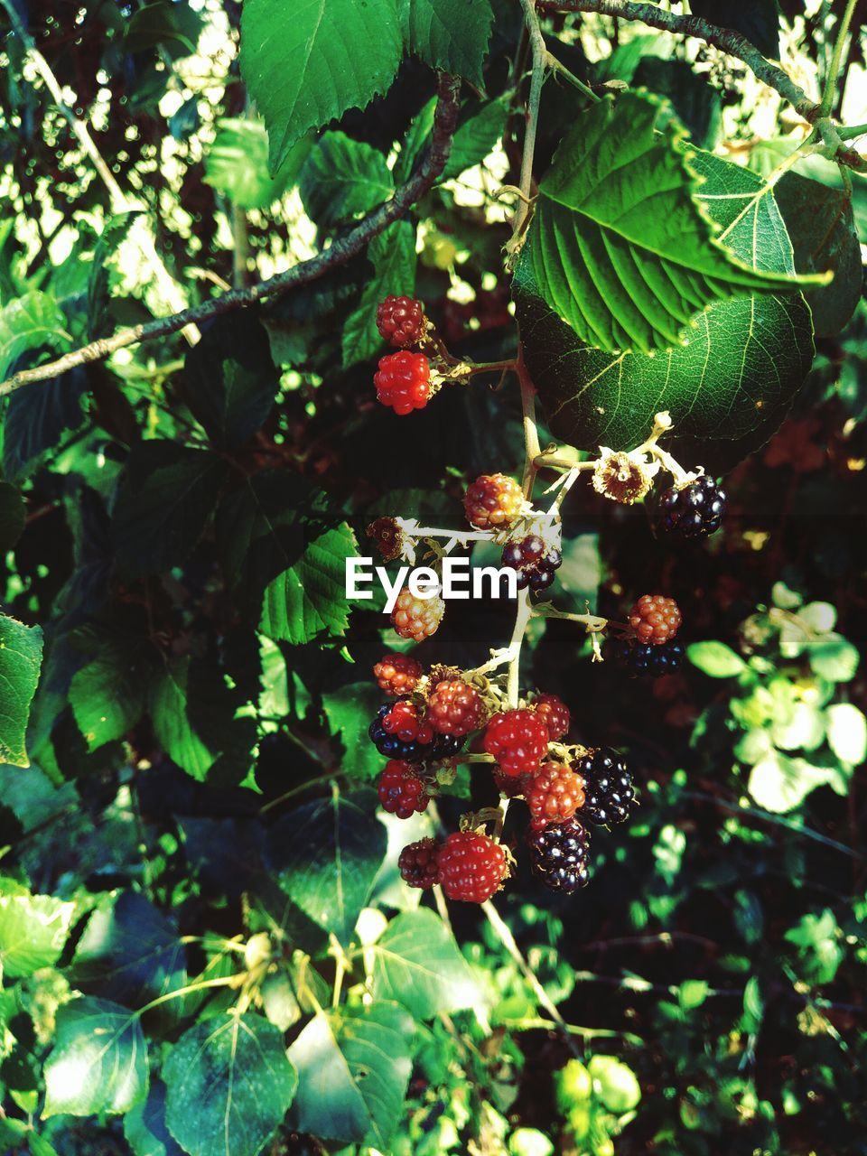 CLOSE-UP OF BERRIES ON TREE