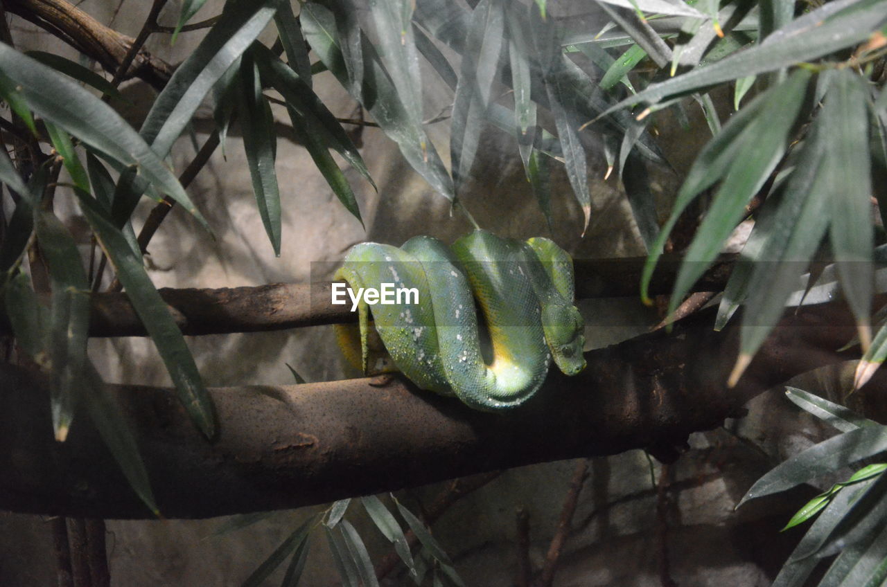 Close-up of green lizard on plant