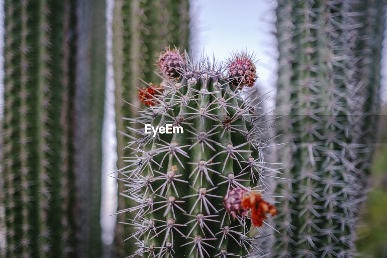 cactus, plant, succulent plant, thorn, growth, nature, beauty in nature, plant stem, spiked, no people, sharp, san pedro cactus, thorns, spines, and prickles, close-up, flower, day, outdoors, focus on foreground, green, land, warning sign, sign, botany, pinaceae, coniferous tree, needle - plant part