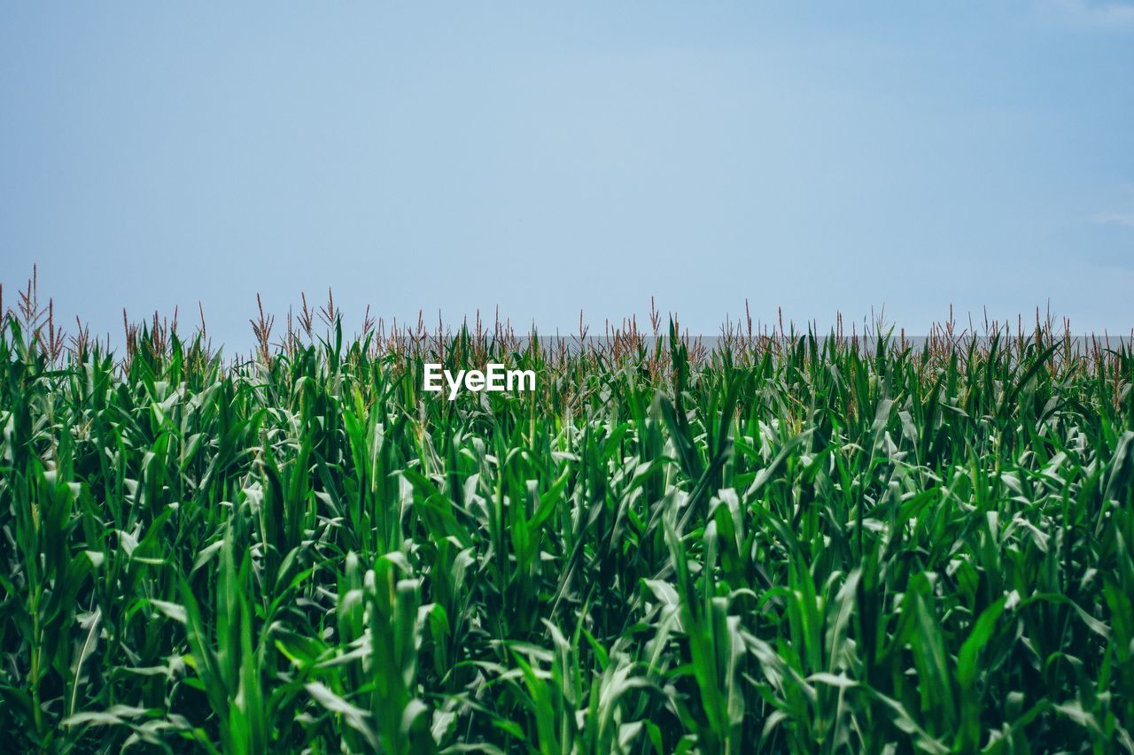 Plants growing on field against clear sky