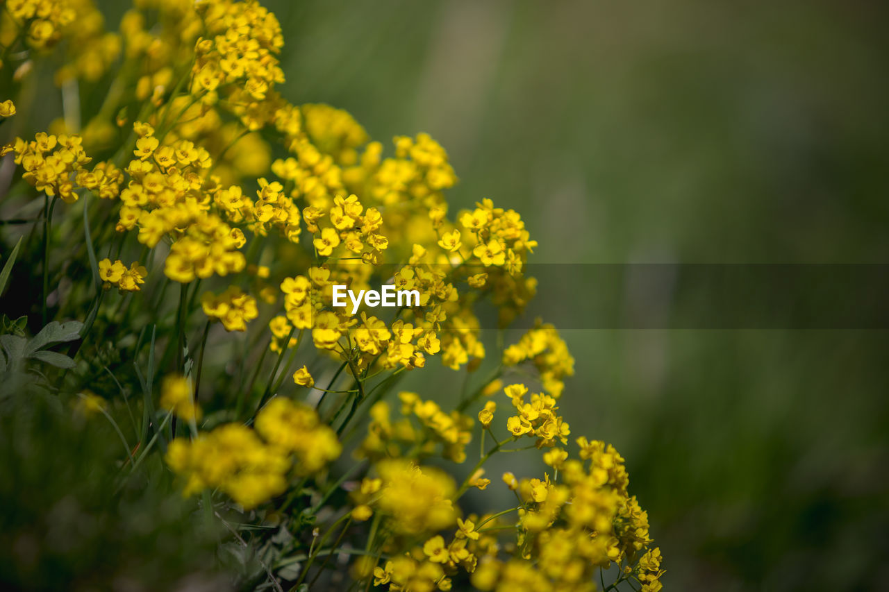 Close-up of yellow flowering plants on field. yellow flower