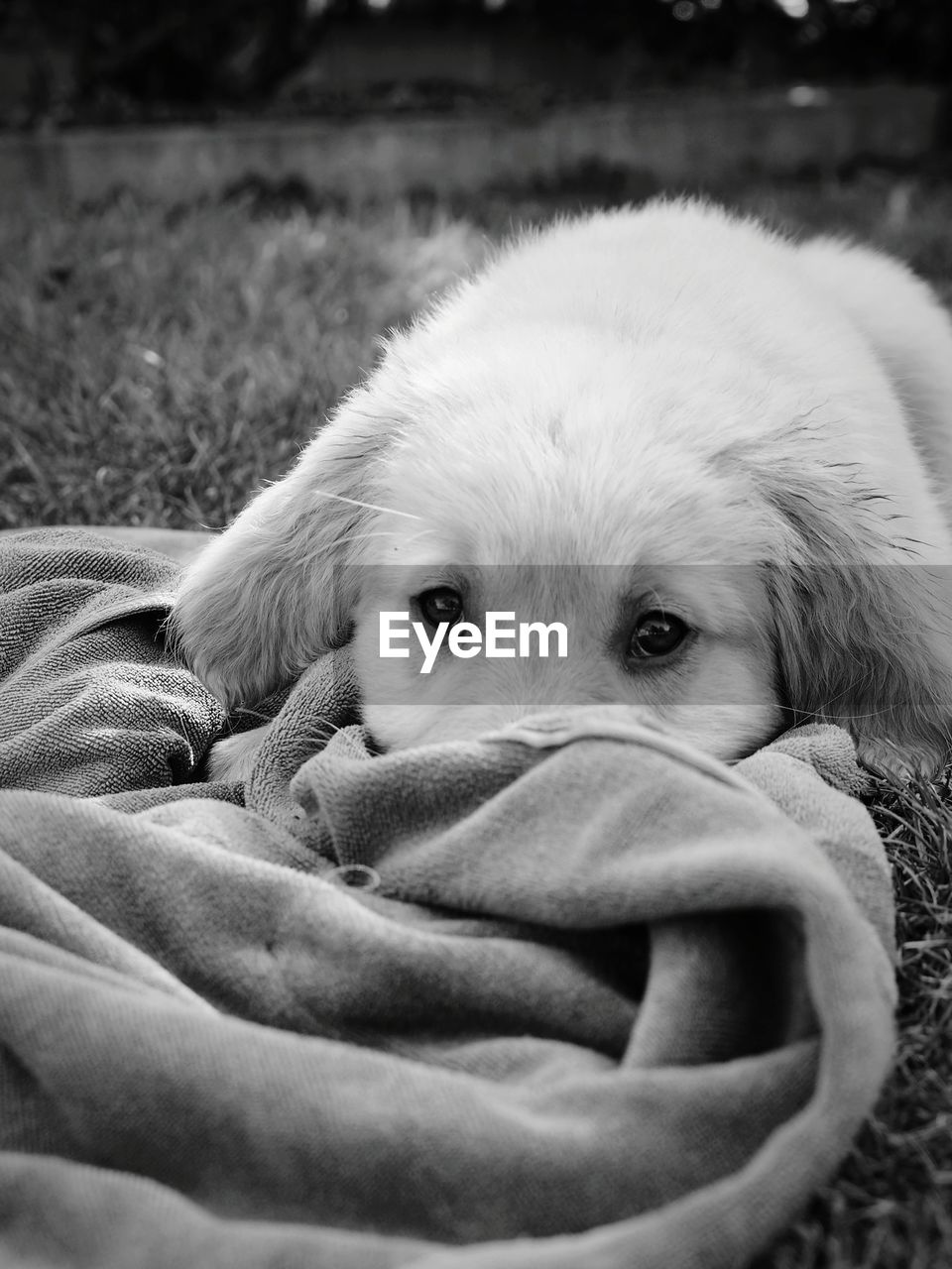 one animal, animal themes, animal, mammal, pet, domestic animals, dog, canine, black and white, golden retriever, nose, puppy, white, portrait, monochrome, monochrome photography, no people, relaxation, cute, carnivore, looking at camera, close-up, animal body part, young animal, lying down, animal head
