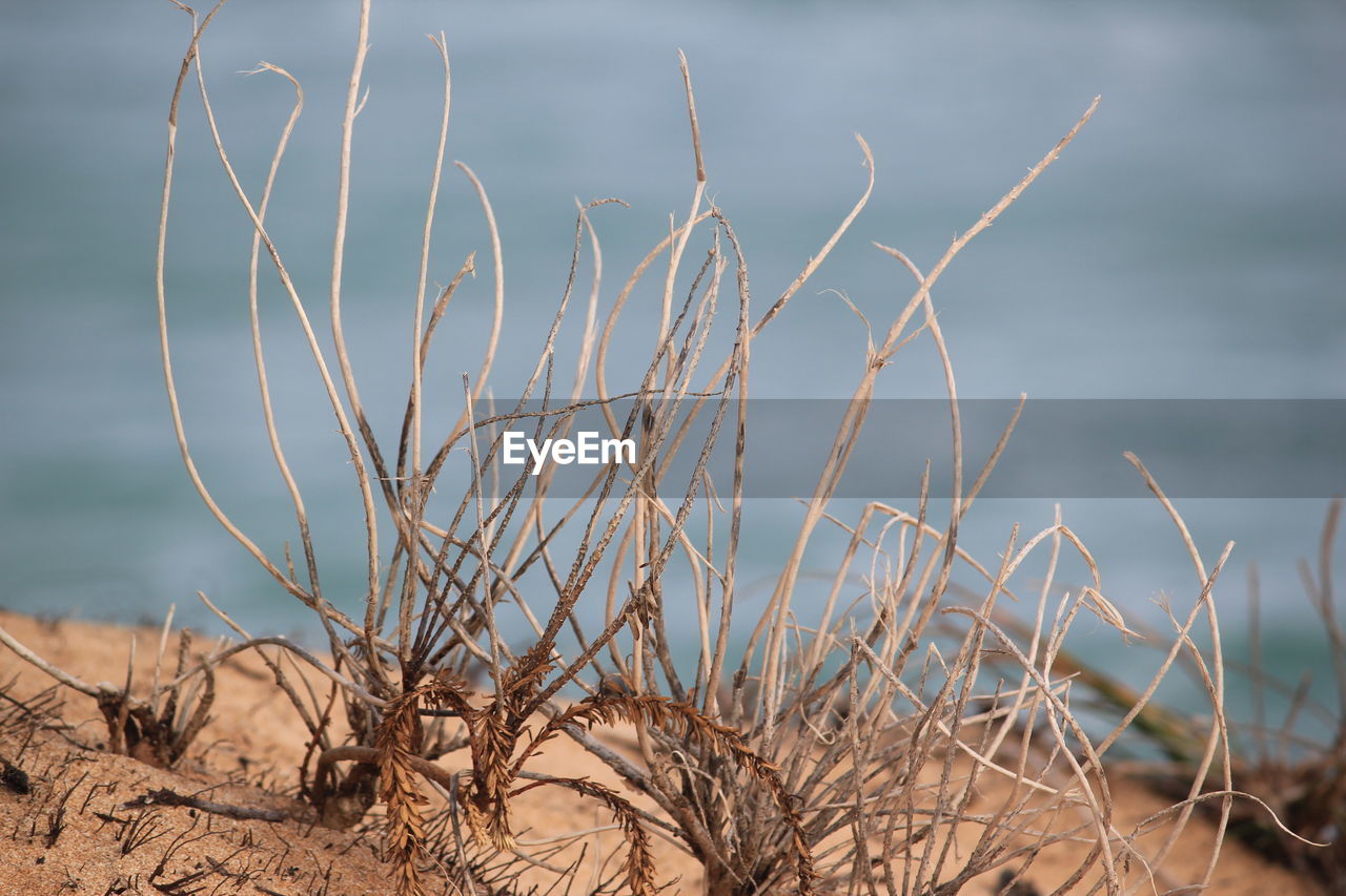 Close-up of plants against sea