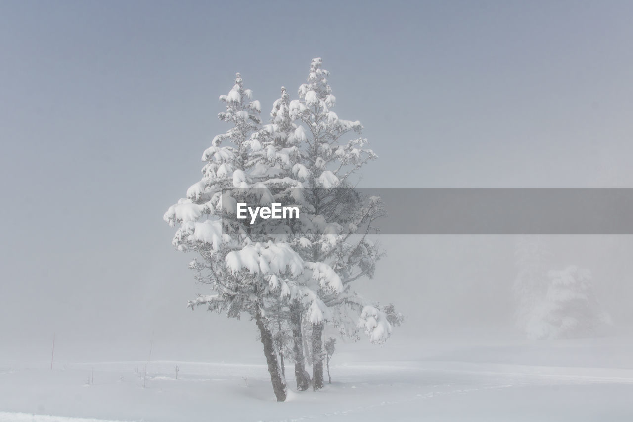 Tree covered with snow in winter