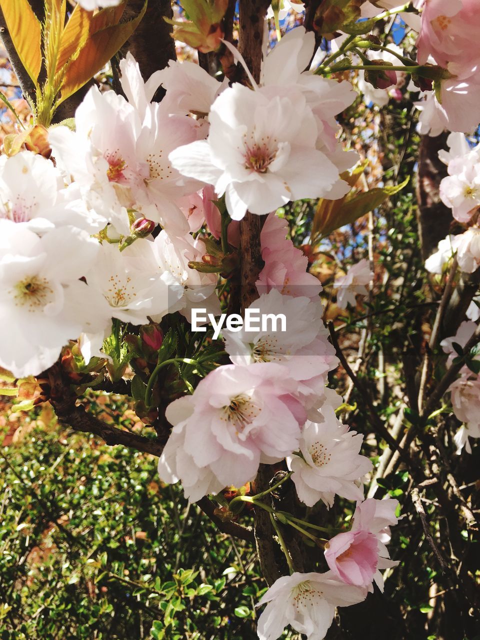 CLOSE-UP OF FLOWERS AND LEAVES