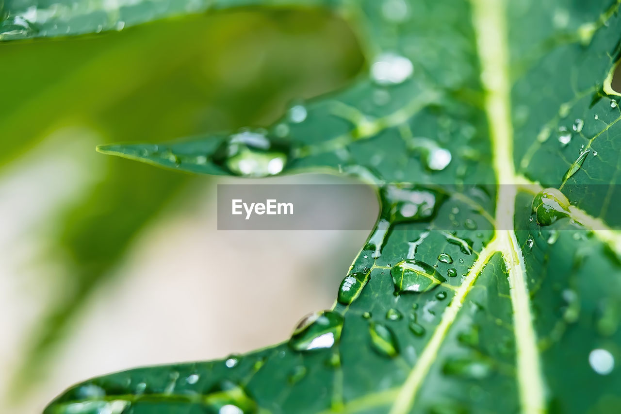 CLOSE-UP OF WATER DROPS ON GREEN LEAVES