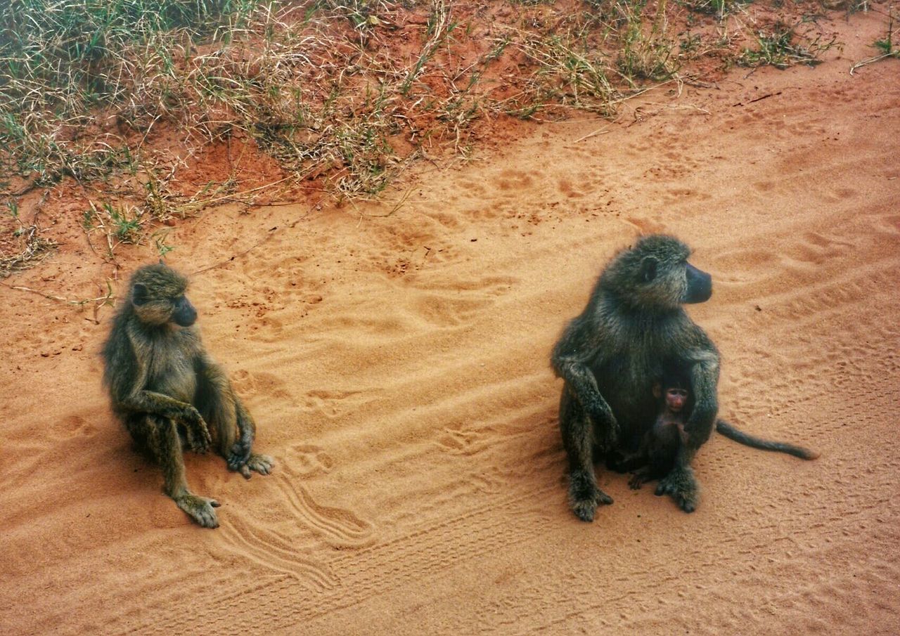 Full length of monkeys and infant on sand