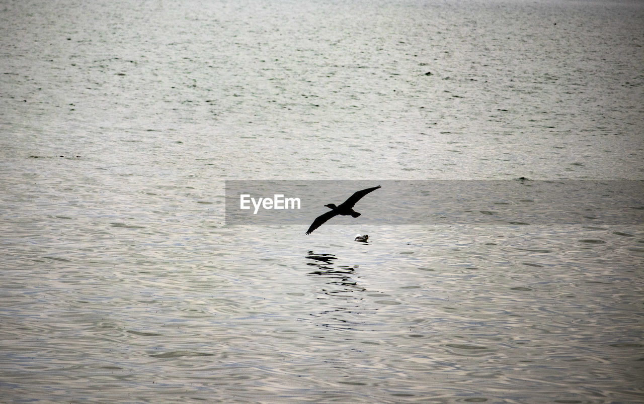 BIRD FLYING OVER A SEA