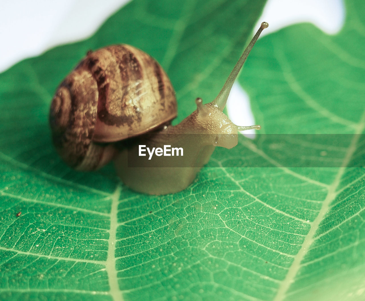 Close-up of snail on leaf