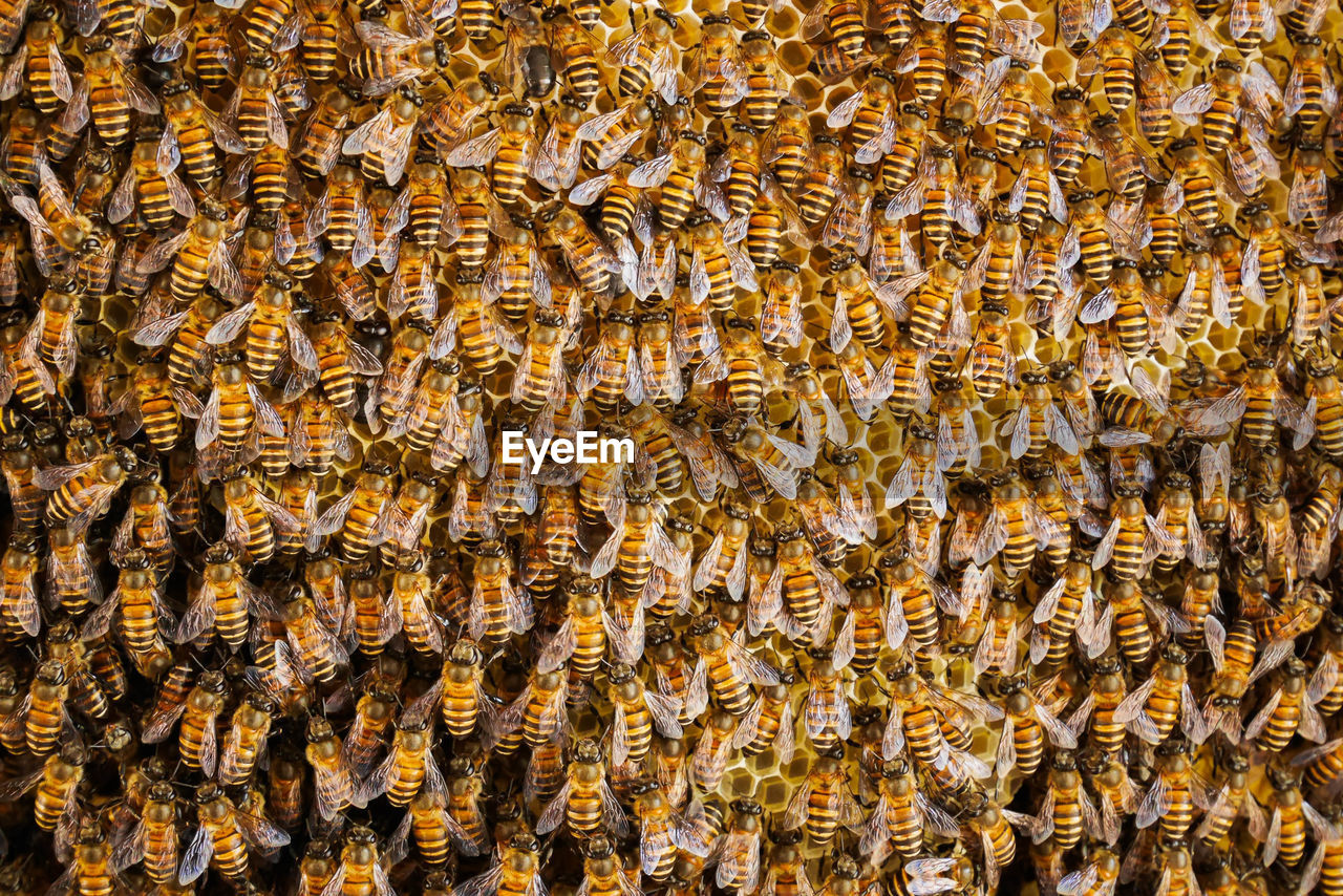 Group of bees working on honeycombs in beehives in an apiary 