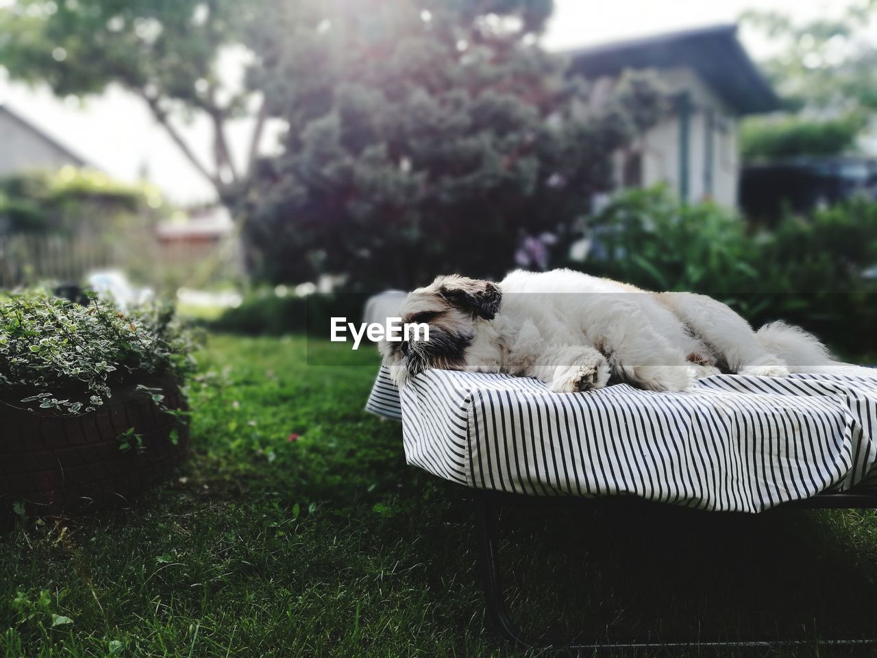 DOG SLEEPING ON GRASS IN BACKYARD