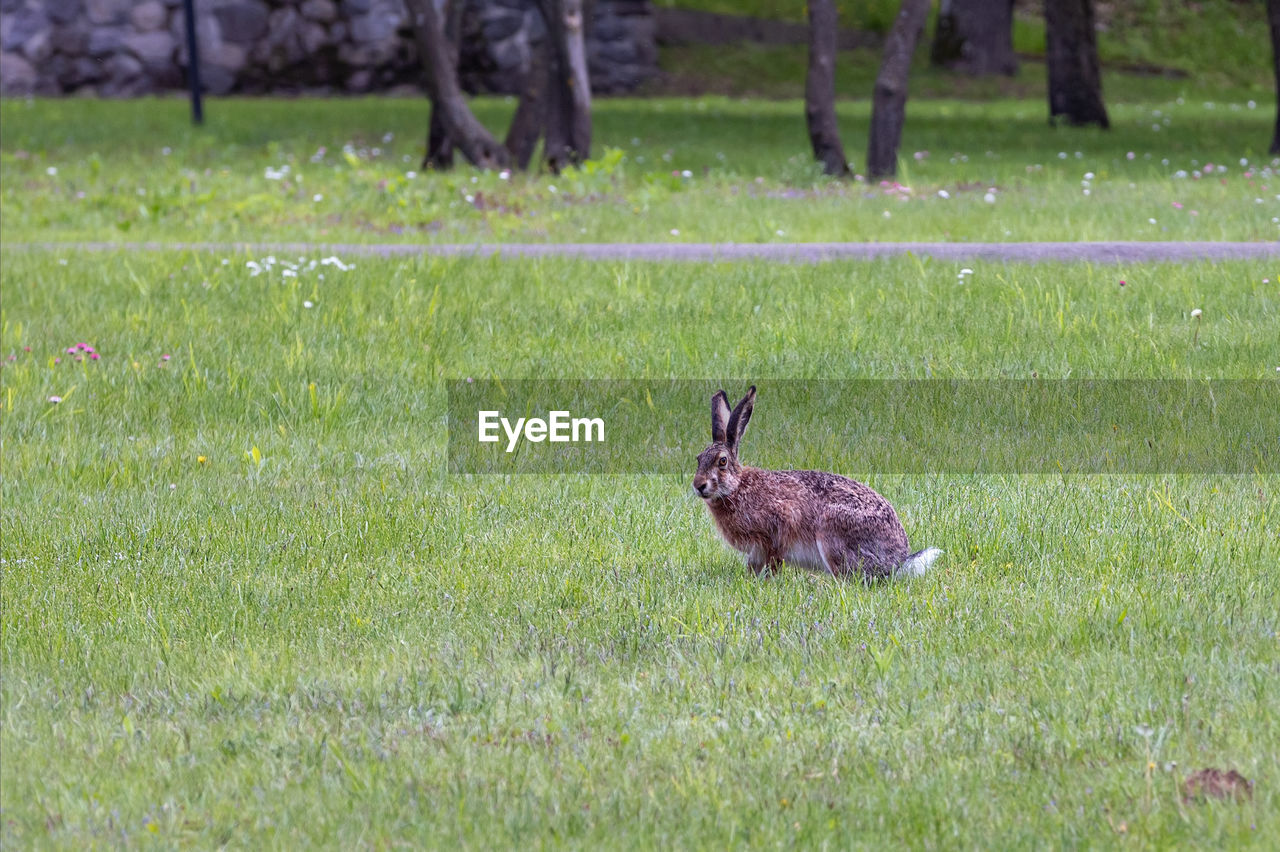 grass, animal themes, animal, plant, animal wildlife, land, field, wildlife, one animal, green, nature, mammal, lawn, meadow, hare, day, rabbits and hares, no people, growth, grassland, prairie, outdoors, domestic animals, beauty in nature, rabbit, deer, tree, grass area, bird