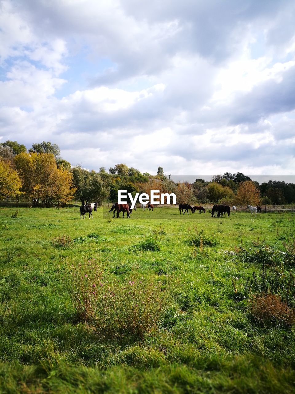 SHEEP GRAZING IN FIELD