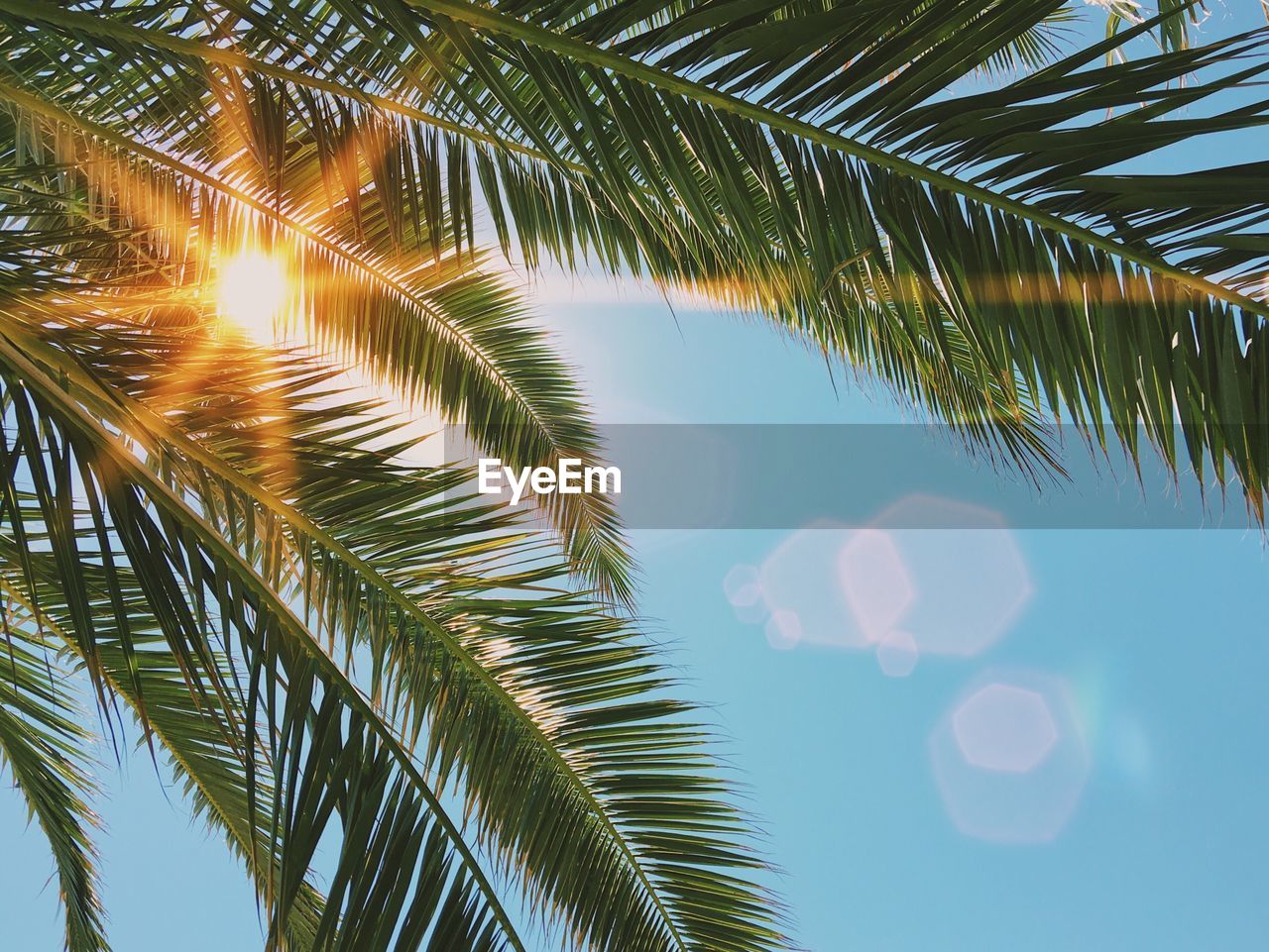 CLOSE-UP OF PALM LEAF AGAINST SKY