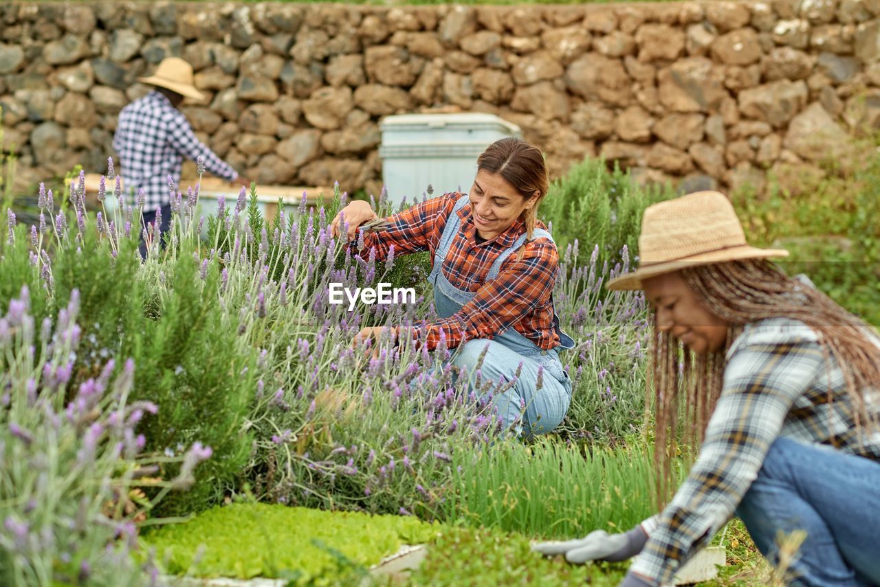 Smiling multiracial harvesters cutting lavender stems on plantation