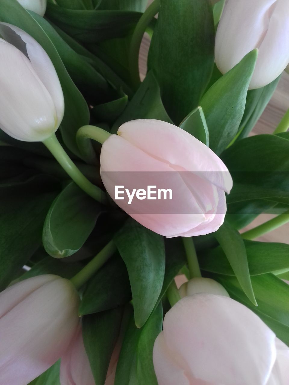 CLOSE-UP OF PINK AND WHITE TULIP