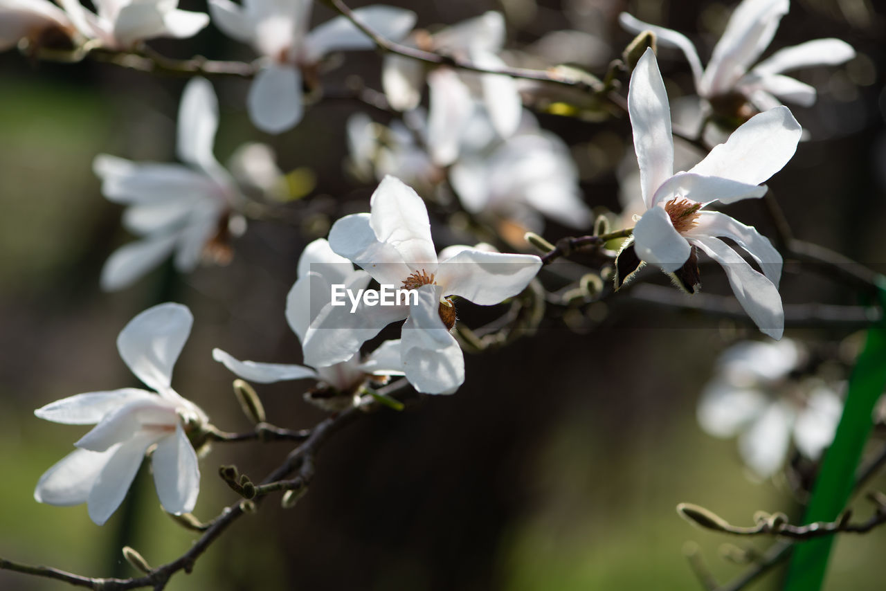 plant, flower, flowering plant, beauty in nature, tree, white, blossom, branch, nature, freshness, springtime, growth, spring, fragility, petal, close-up, flower head, no people, focus on foreground, inflorescence, macro photography, outdoors, botany, twig, day, plant part